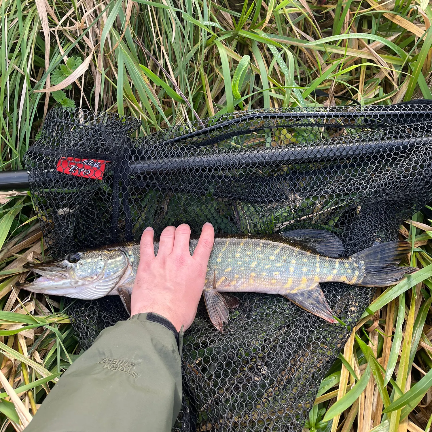 Northern pike caught on Fishbrain