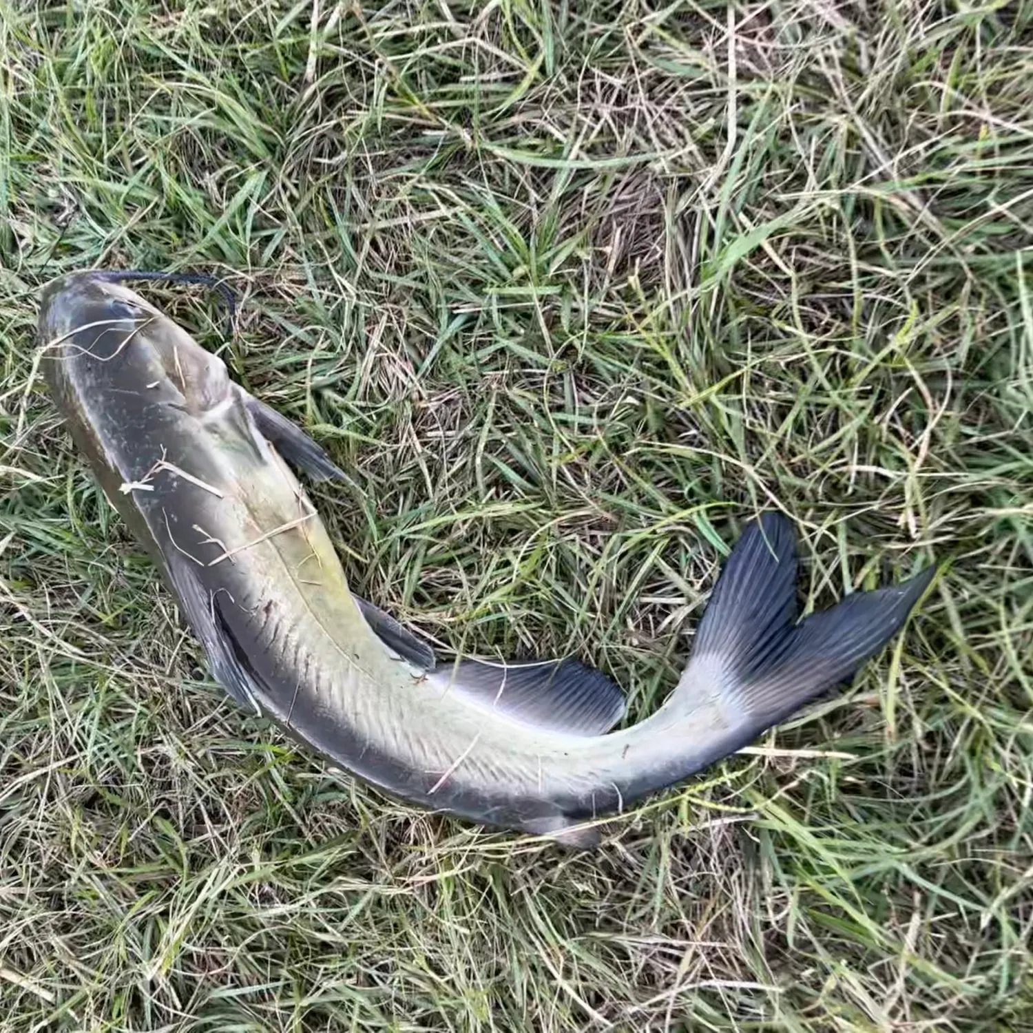 Channel catfish caught on Fishbrain