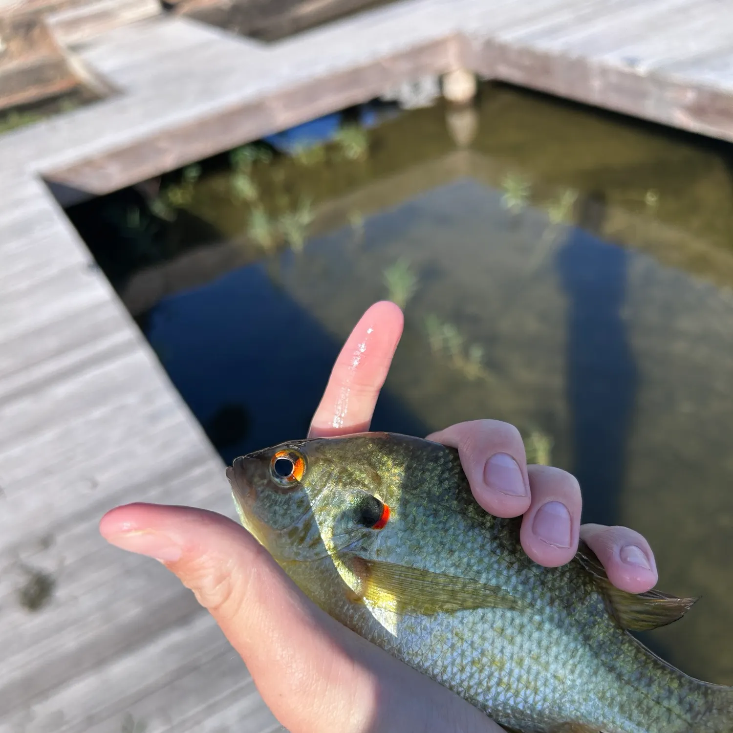 Redear sunfish caught on Fishbrain