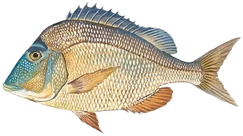 Knobbed Porgy
