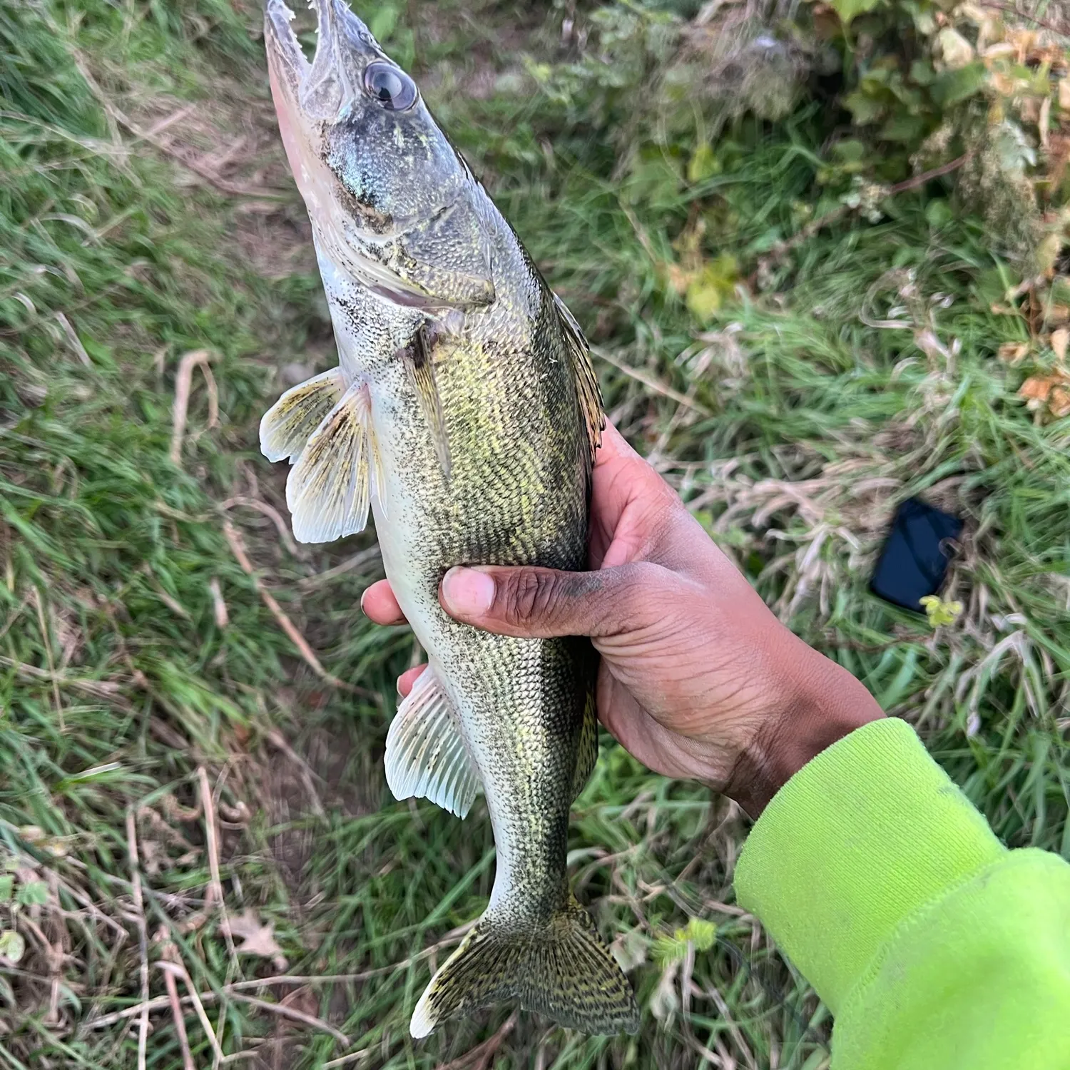 Saugeye caught on Fishbrain