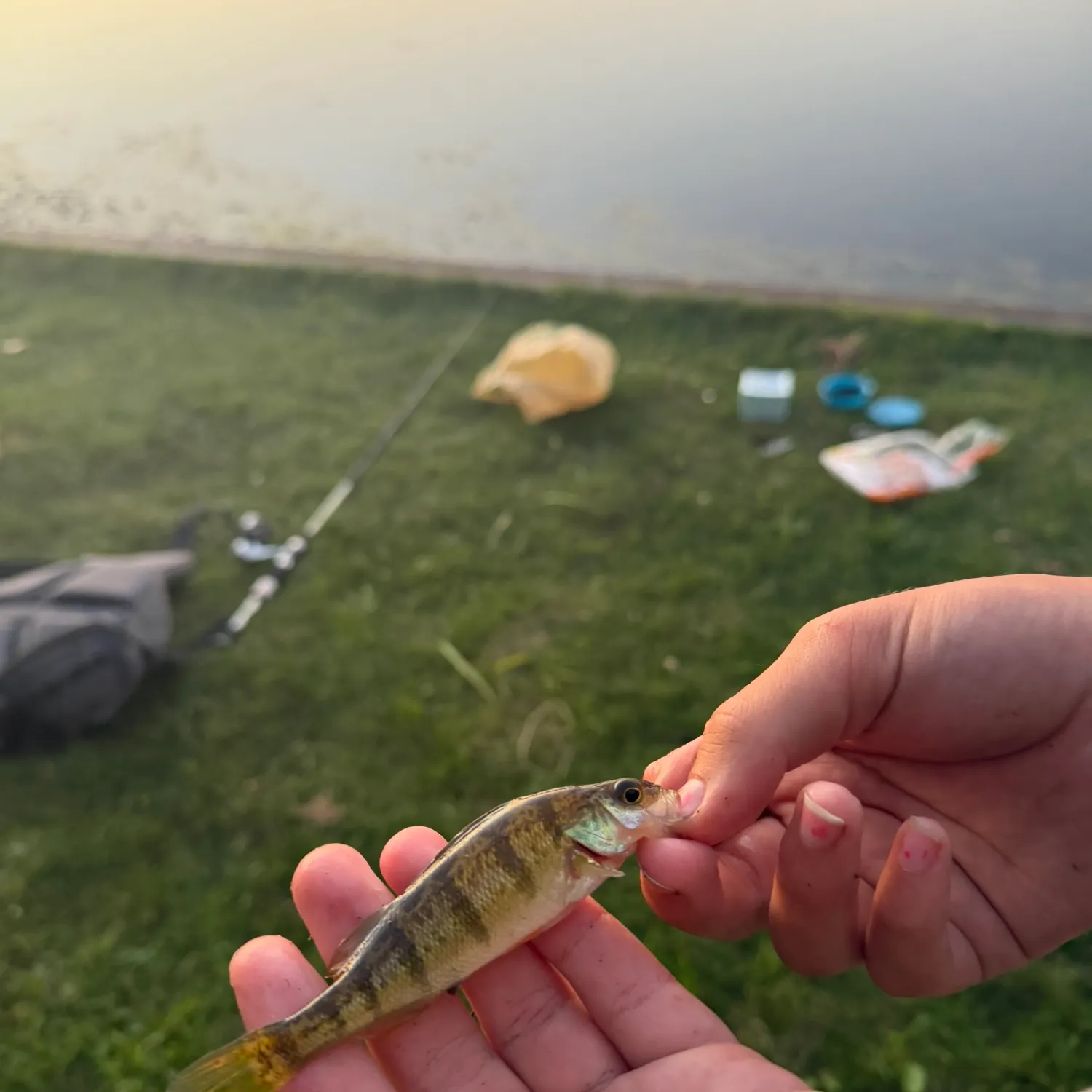 Yellow perch caught on Fishbrain