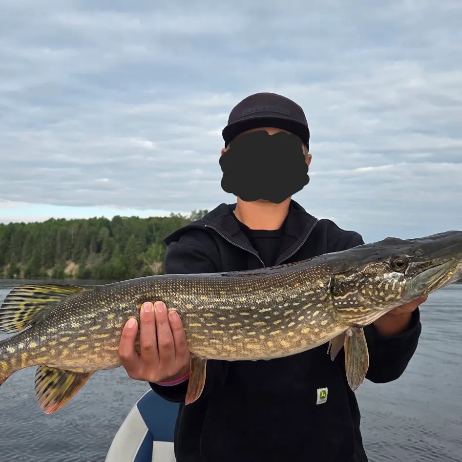 Northern pike caught on Fishbrain