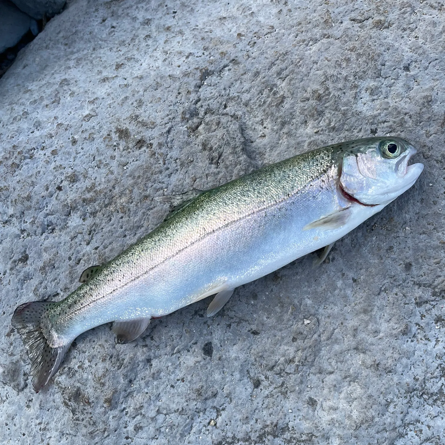 Rainbow trout caught on Fishbrain