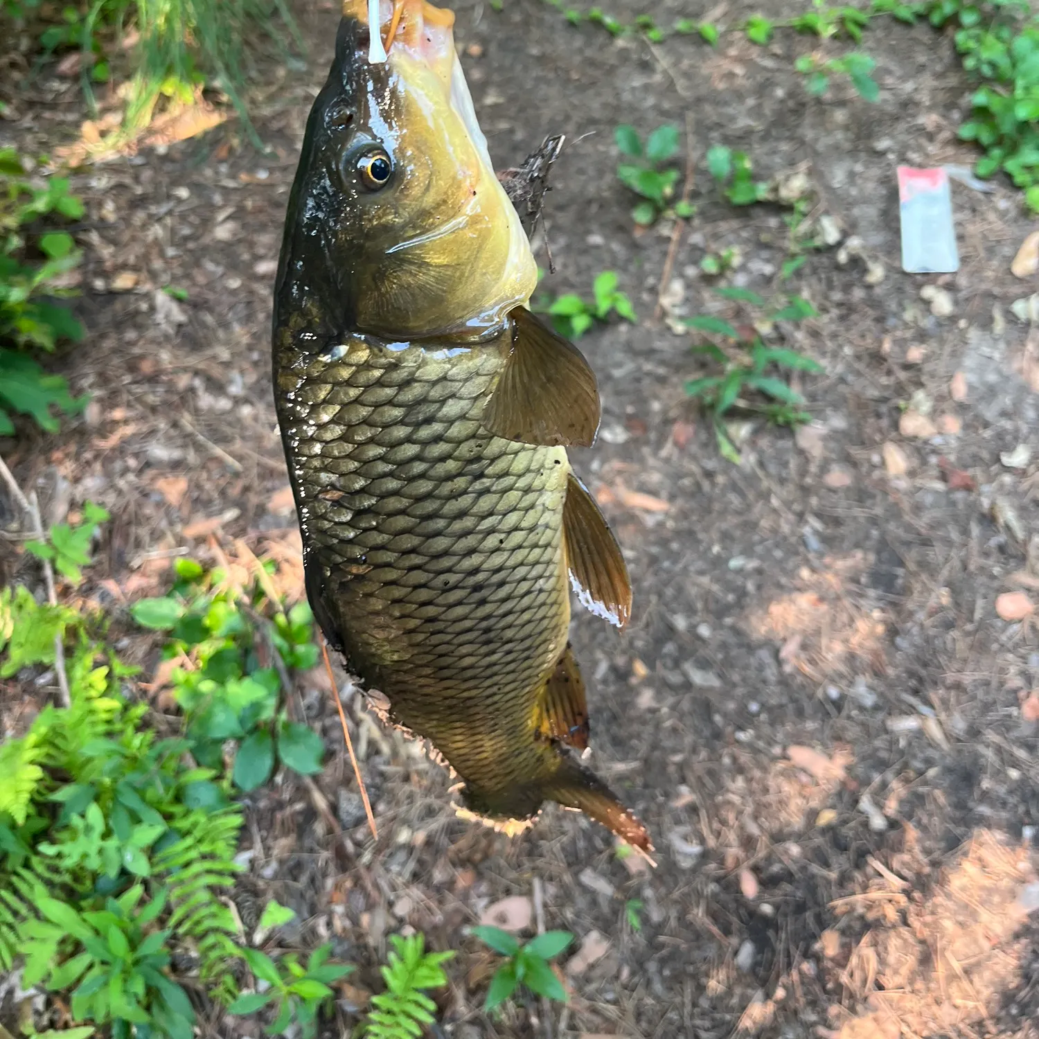 The most recent Common carp catches on Fishbrain