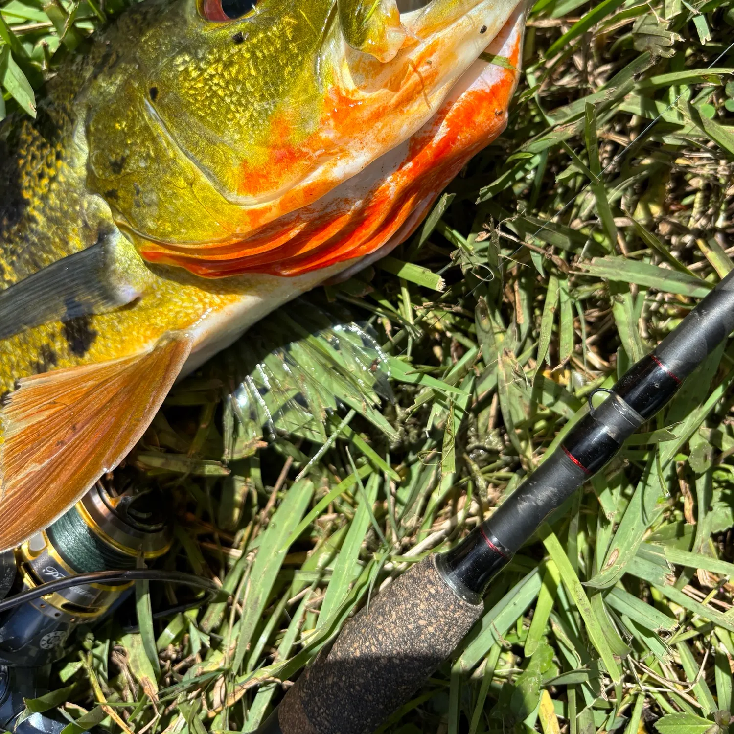 Butterfly peacock bass caught on Fishbrain