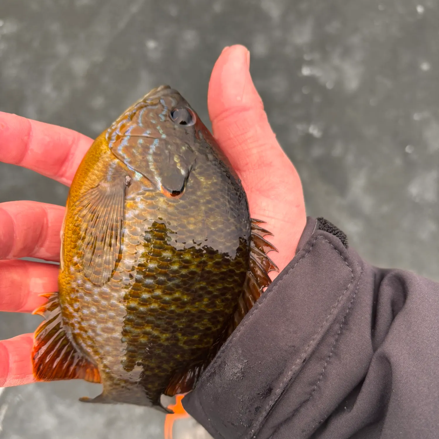 The most popular recent Pumpkinseed x Green sunfish catch on Fishbrain