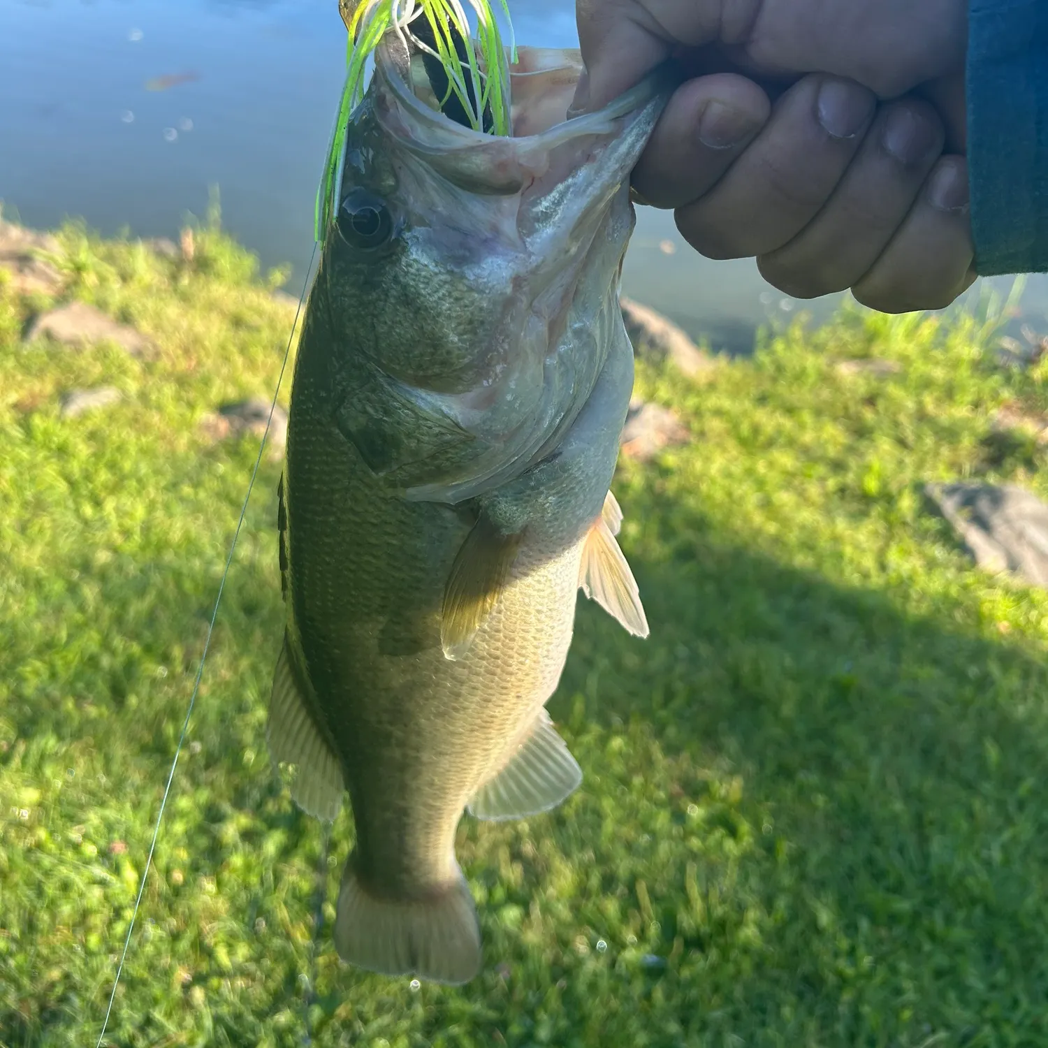 Largemouth bass caught on Fishbrain