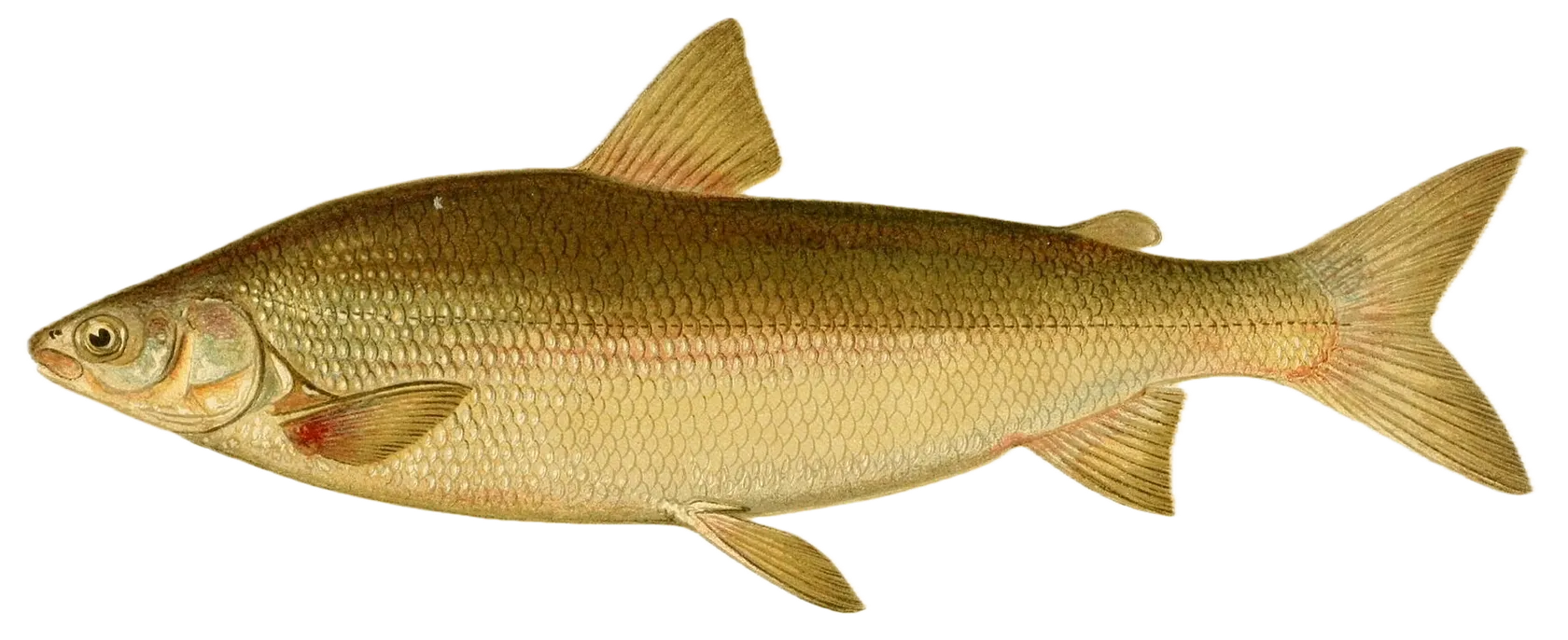 Lake whitefish