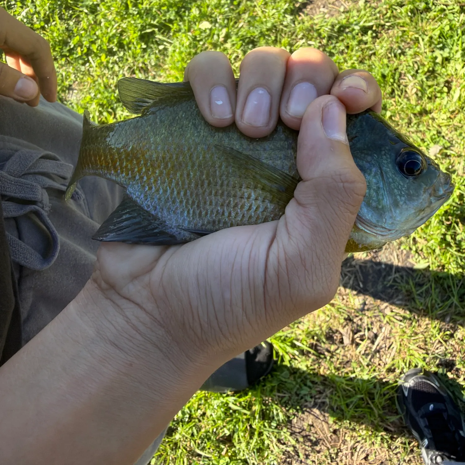 Bluegill caught on Fishbrain