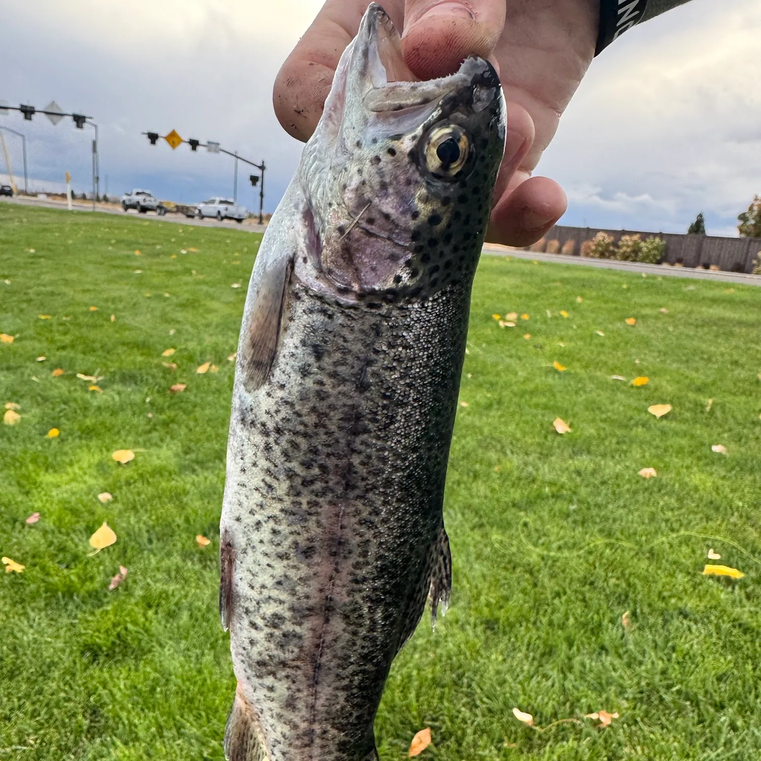 Rainbow trout caught on Fishbrain