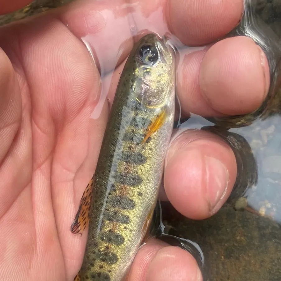 Rainbow trout caught on Fishbrain