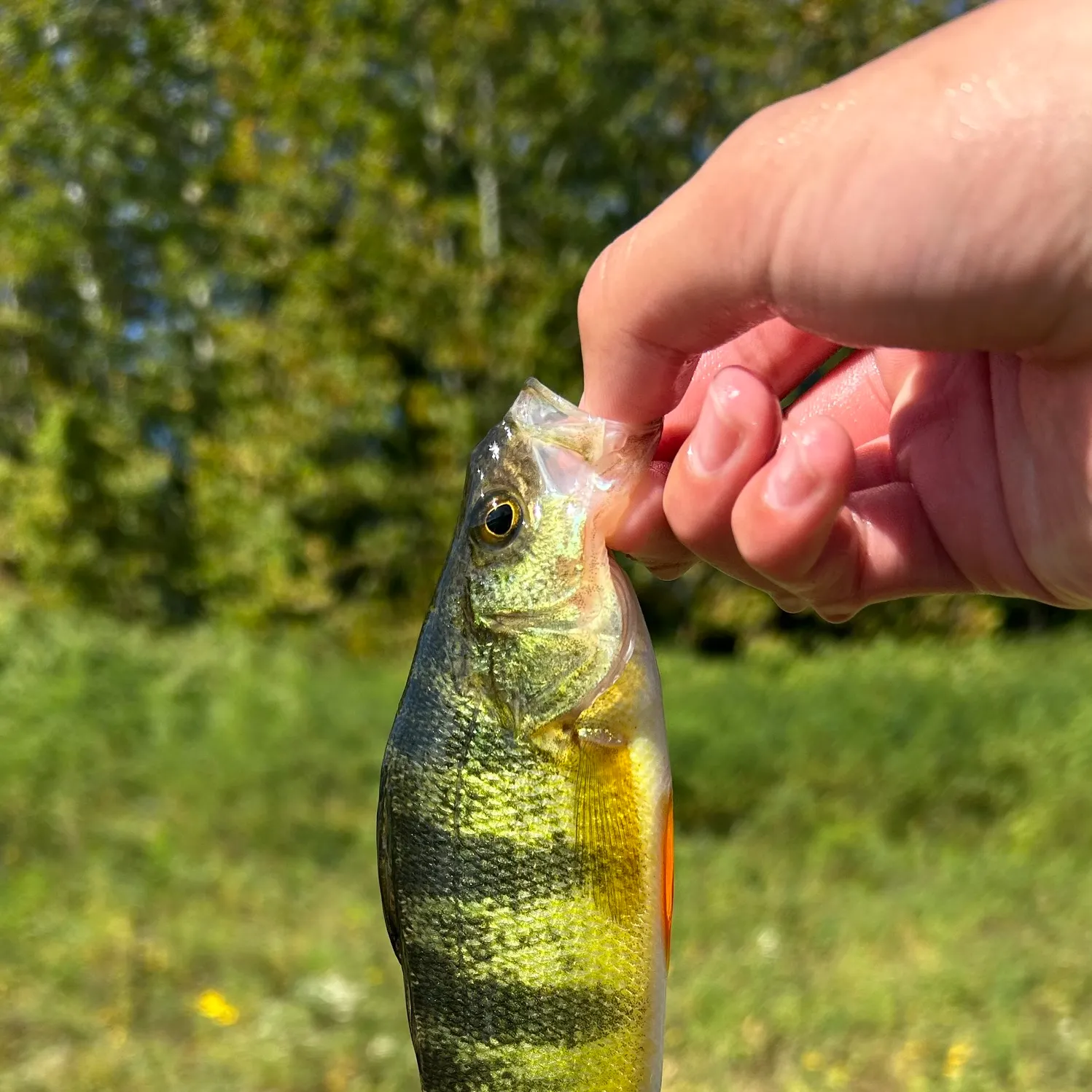 Yellow perch caught on Fishbrain