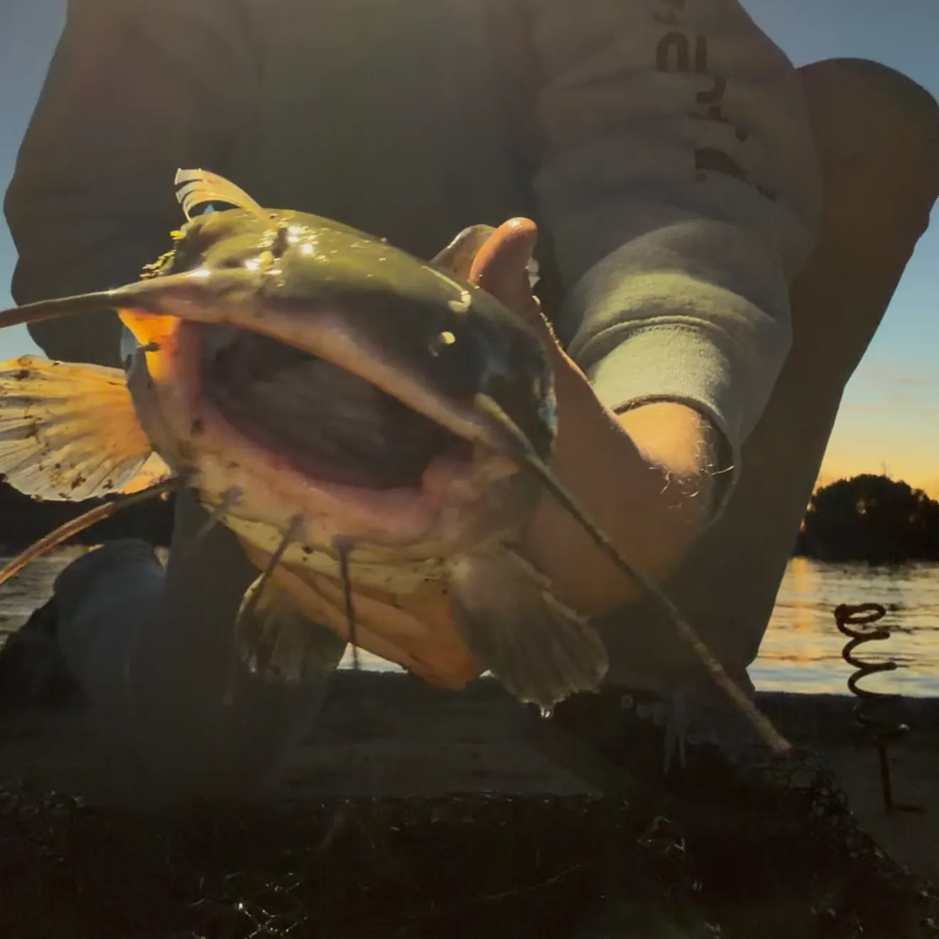 The most recent Channel catfish catches on Fishbrain