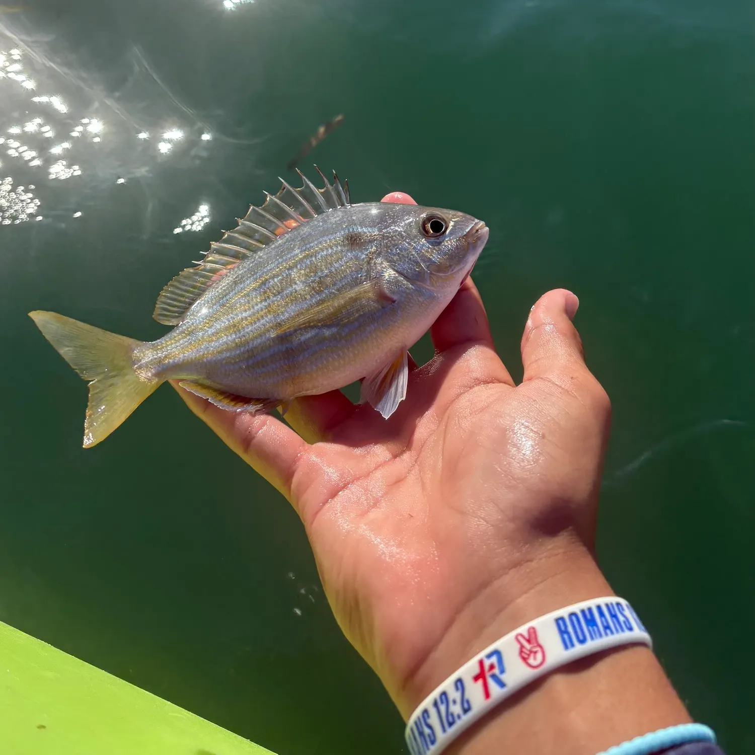 Pinfish caught on Fishbrain