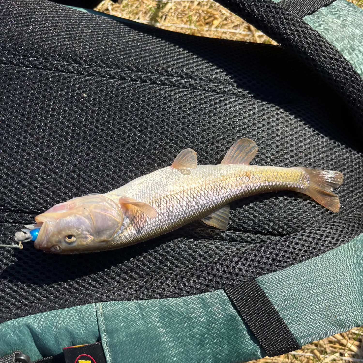 Creek chub caught on Fishbrain
