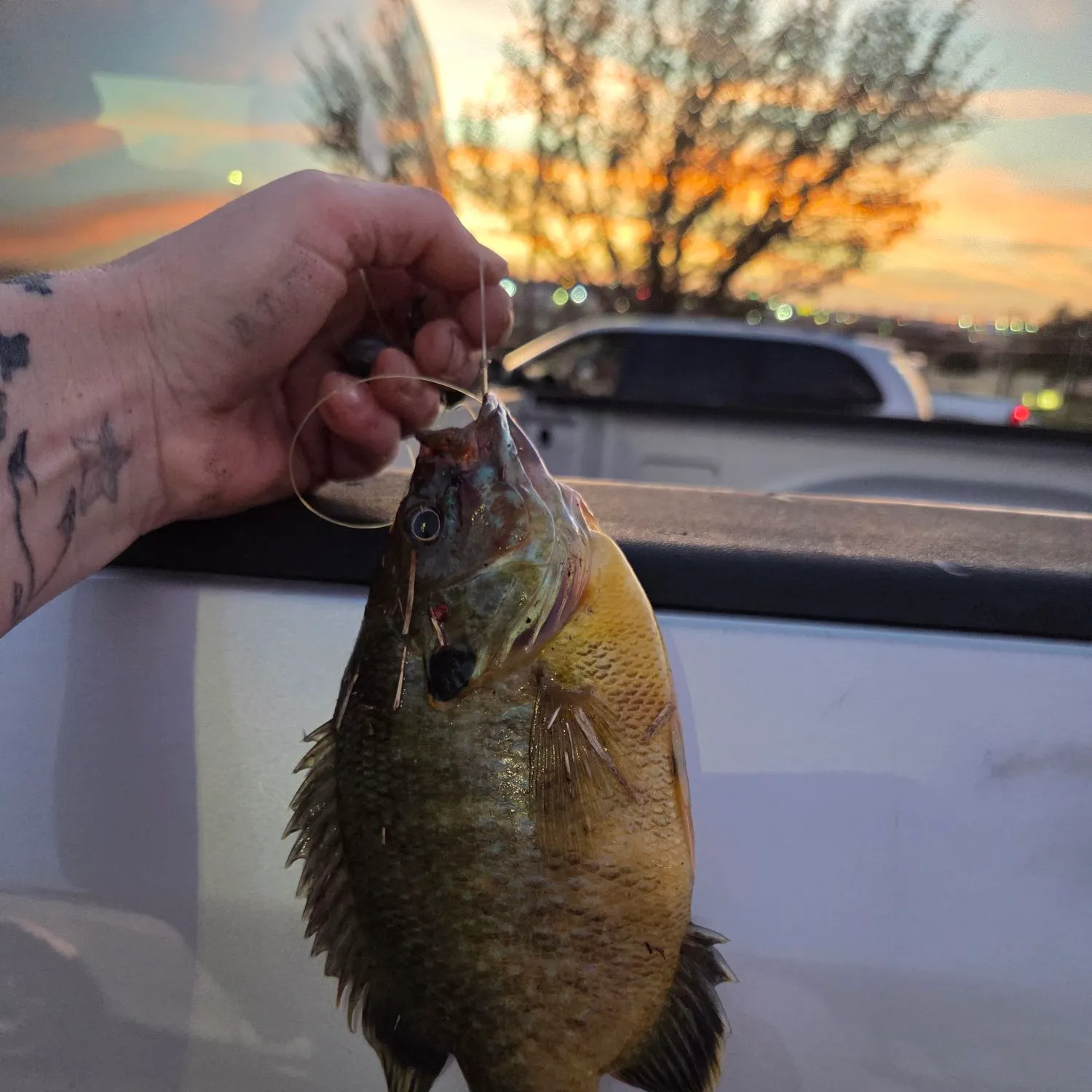 recently logged catches