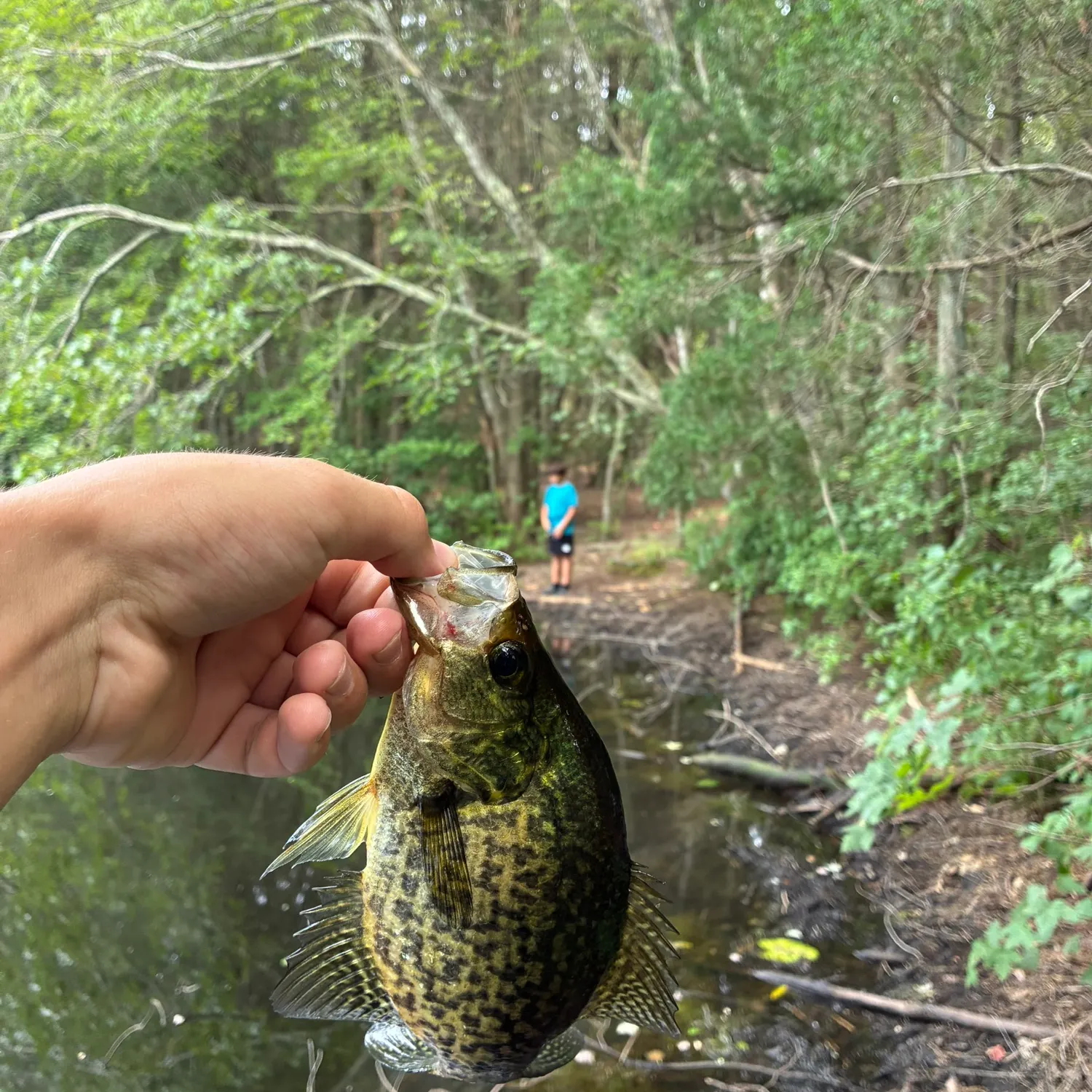 Black crappie caught on Fishbrain