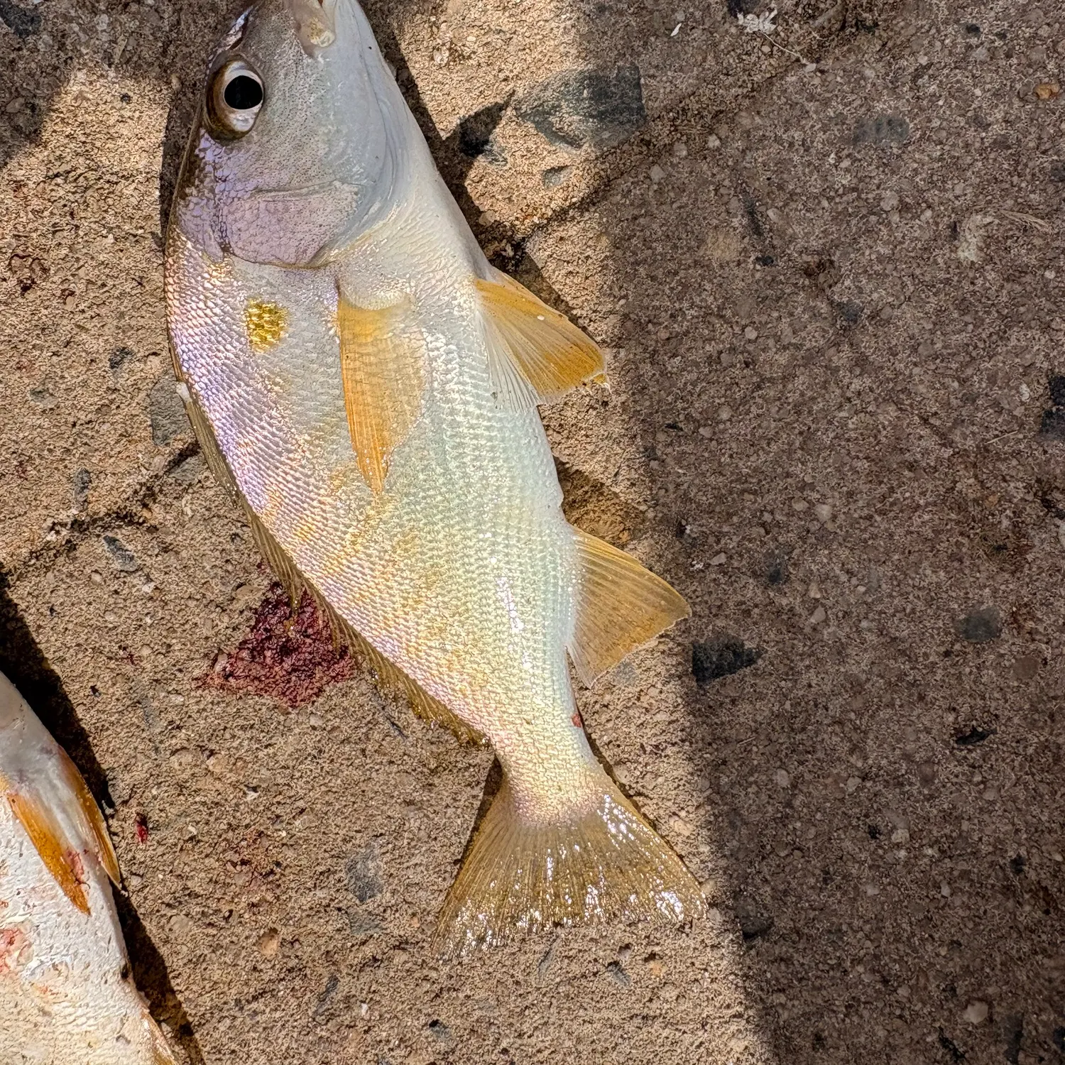 Spot croaker caught on Fishbrain