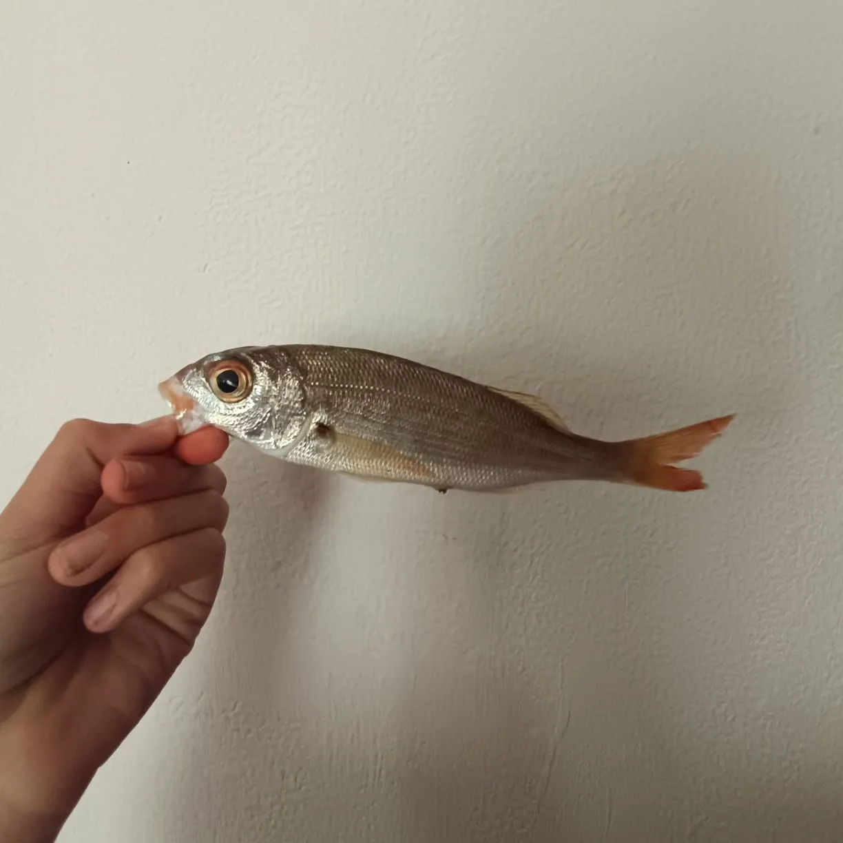 The most recent Axillary seabream catches on Fishbrain