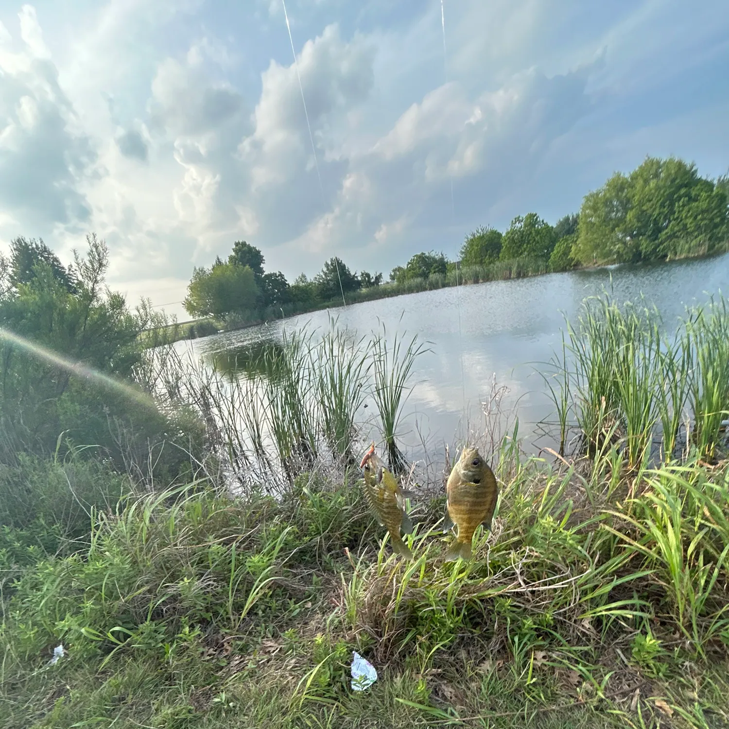 The most recent Bluegill catches on Fishbrain