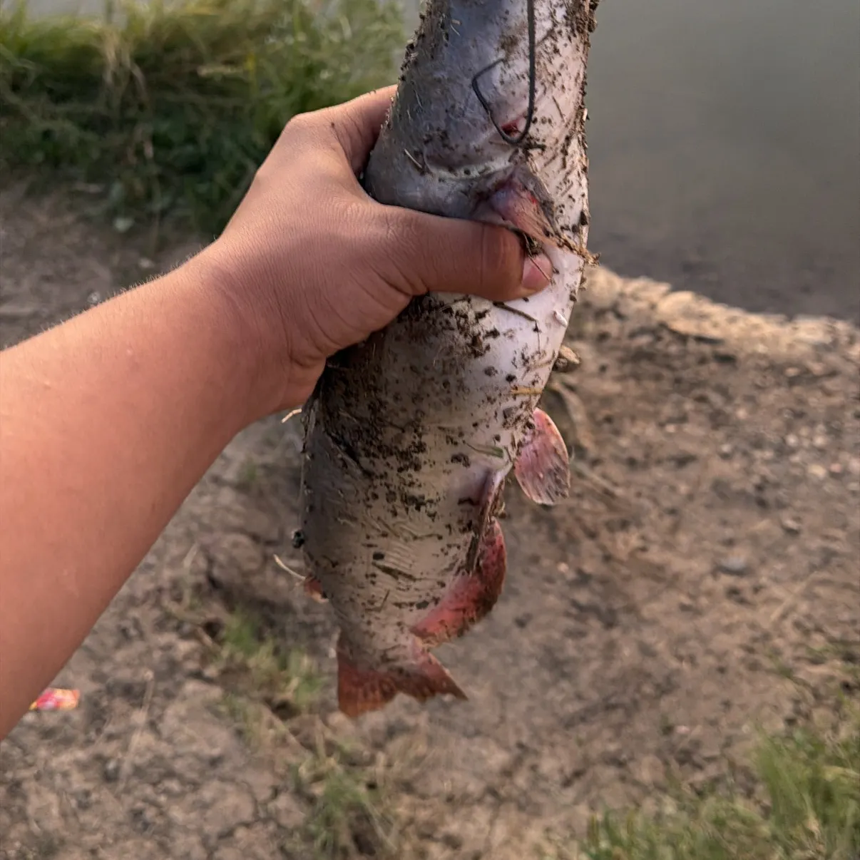 Channel catfish caught on Fishbrain