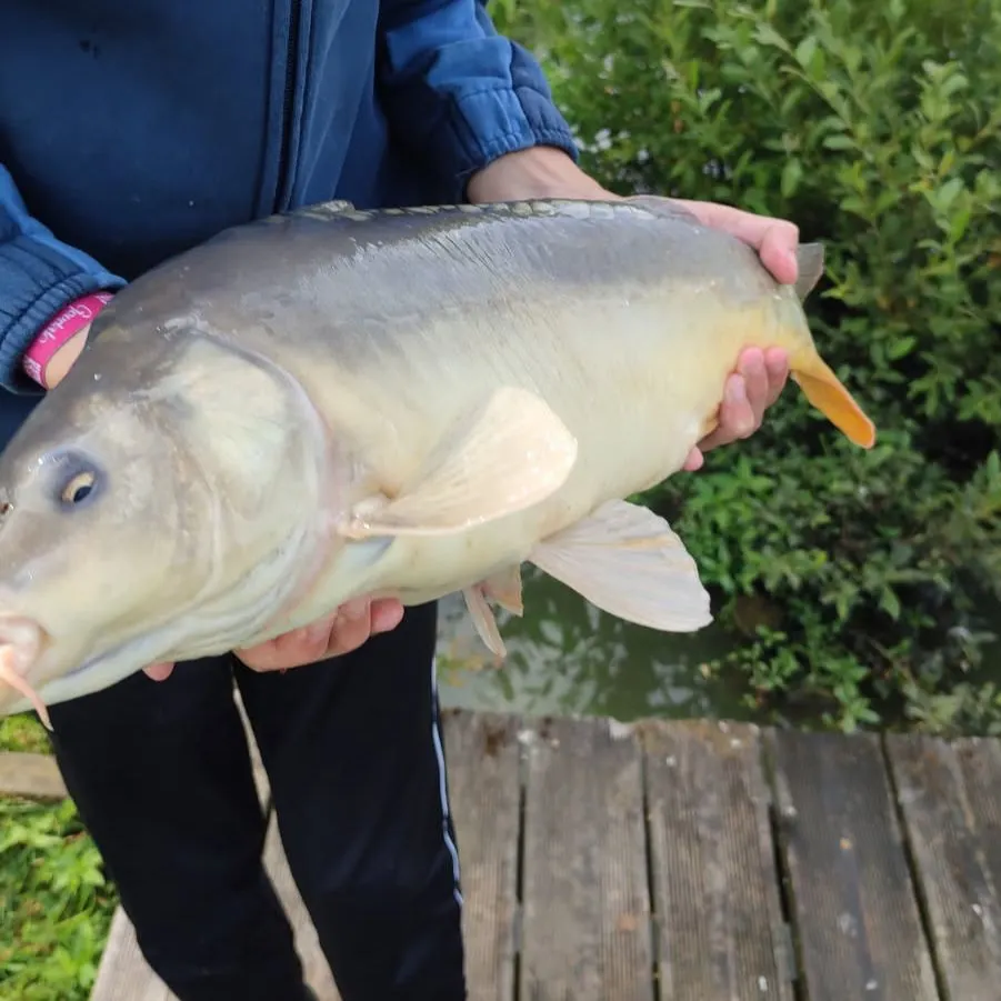 The most recent Leather carp catches on Fishbrain