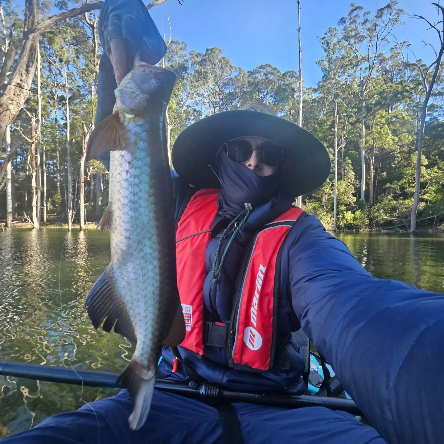 The most recent Spotted bonytongue catches on Fishbrain