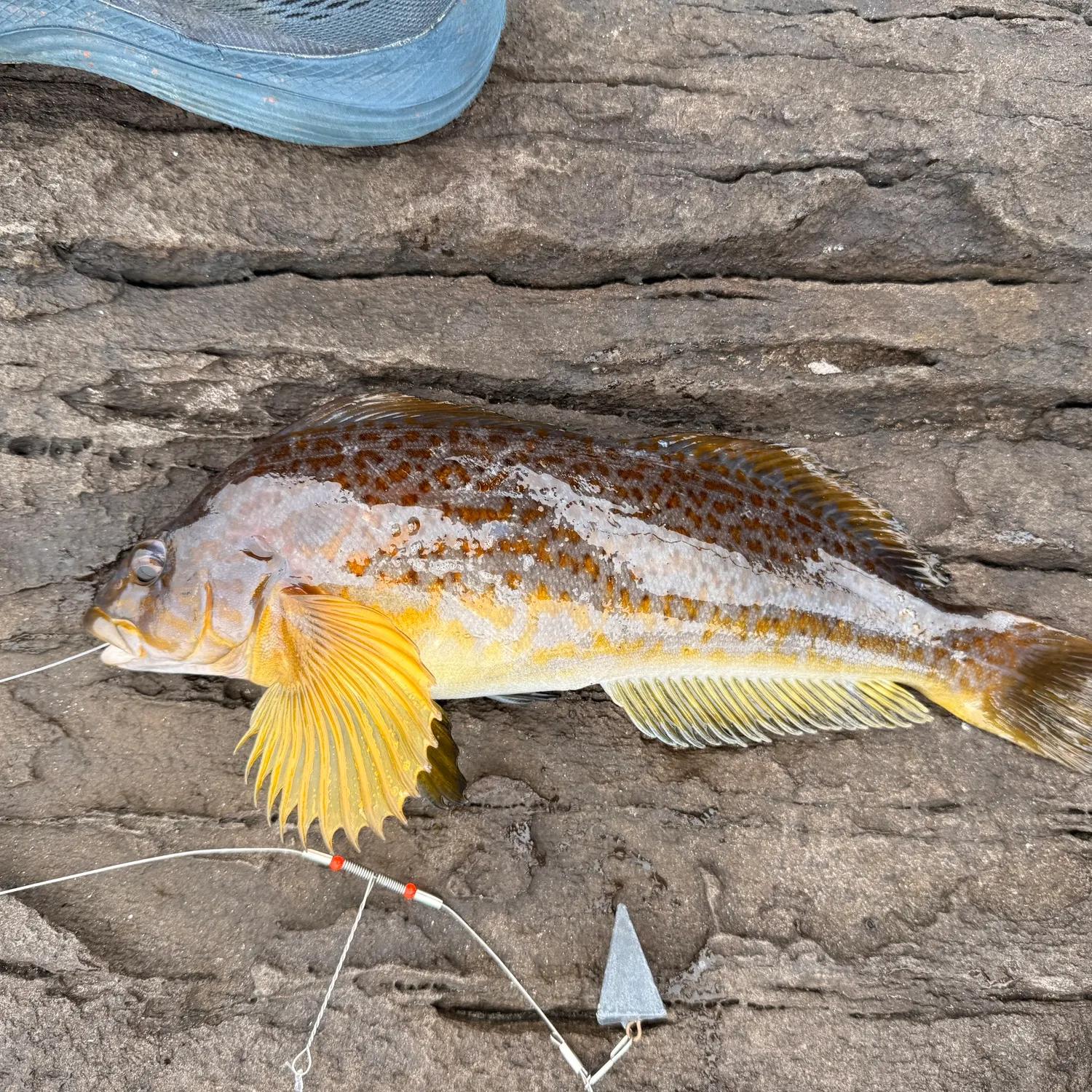 The most recent Kelp greenling catches on Fishbrain