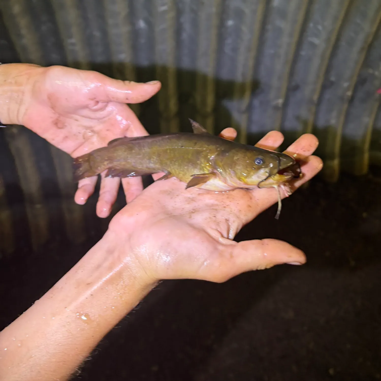 Yellow bullhead caught on Fishbrain