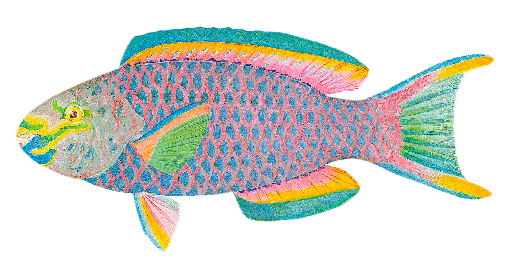 Queen parrotfish
