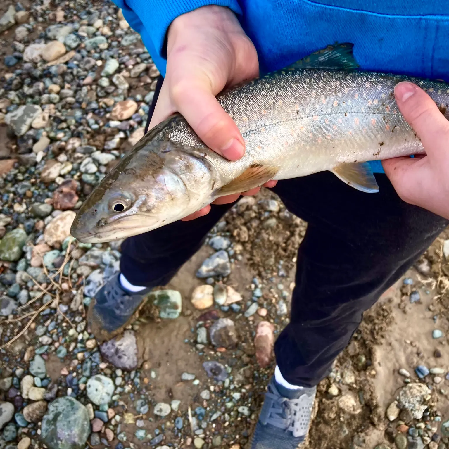 The most recent Bull trout catches on Fishbrain