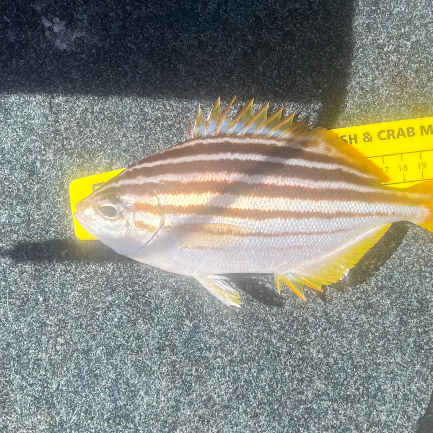 recently logged catches