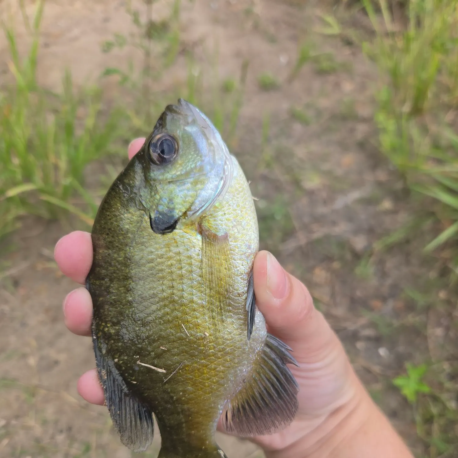 Bluegill caught on Fishbrain