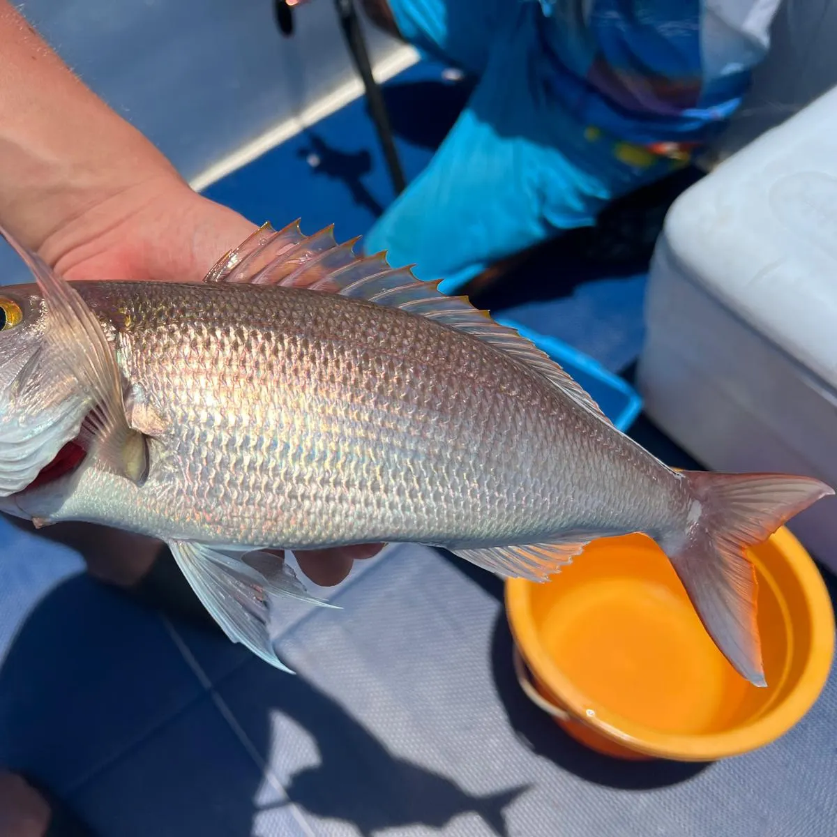 The most recent Ruby snapper catches on Fishbrain