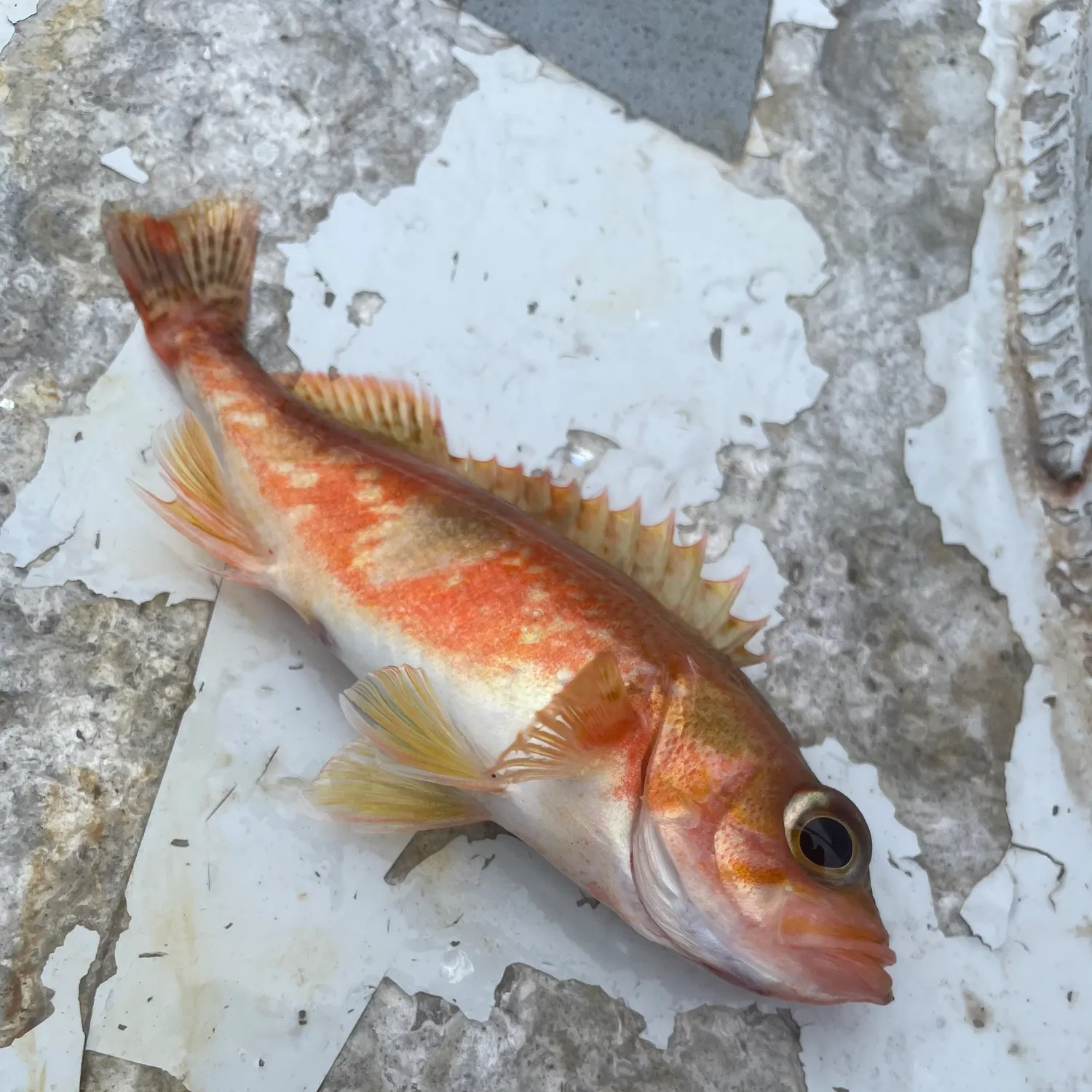 The most recent Halfbanded rockfish catches on Fishbrain