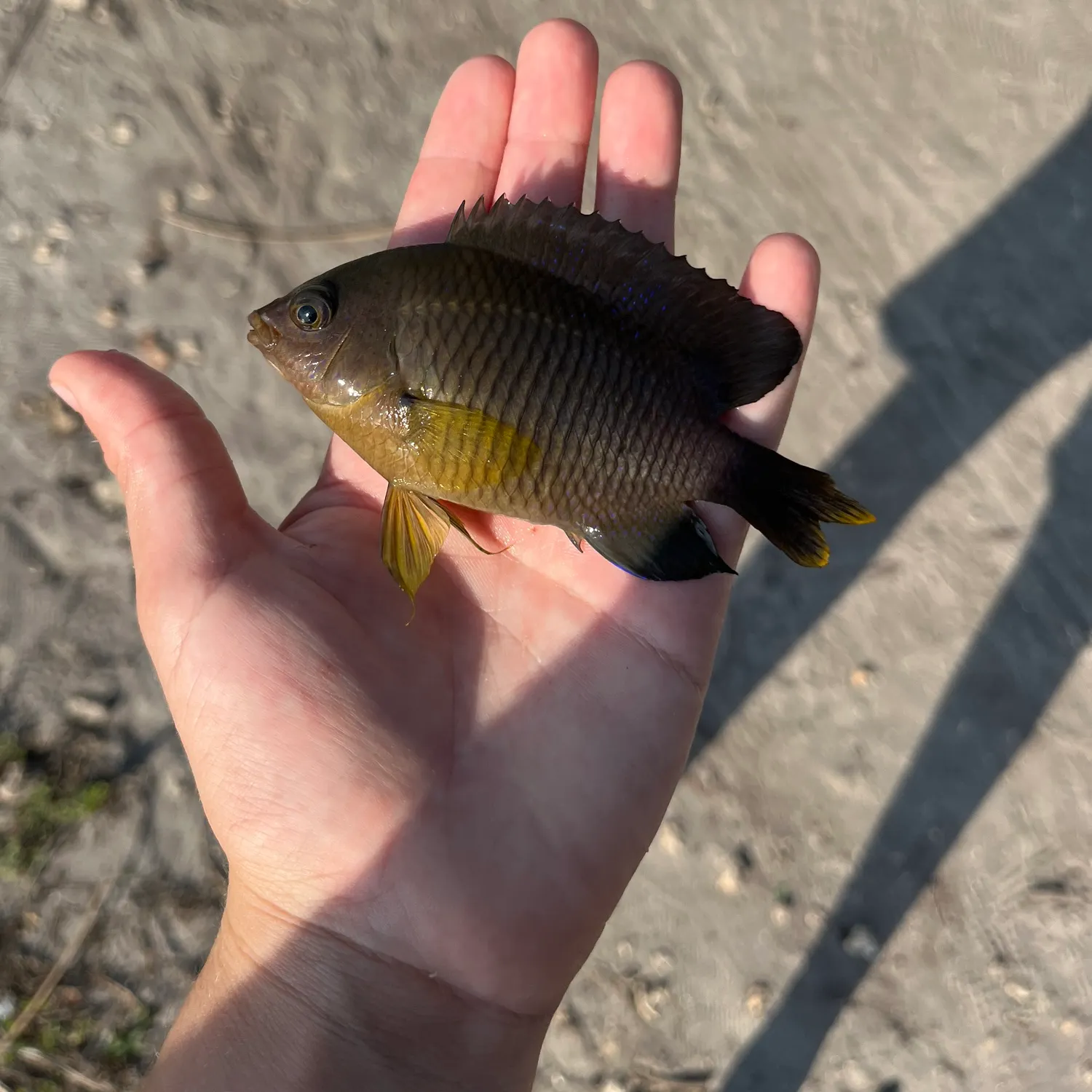 The most popular recent Cocoa damselfish catch on Fishbrain