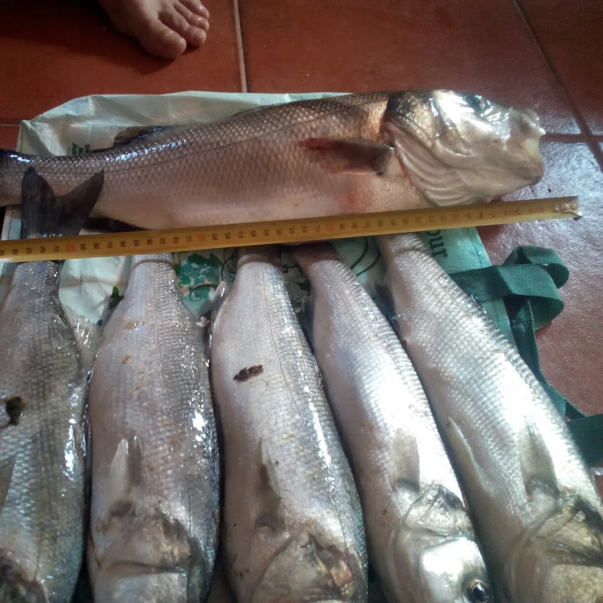 recently logged catches
