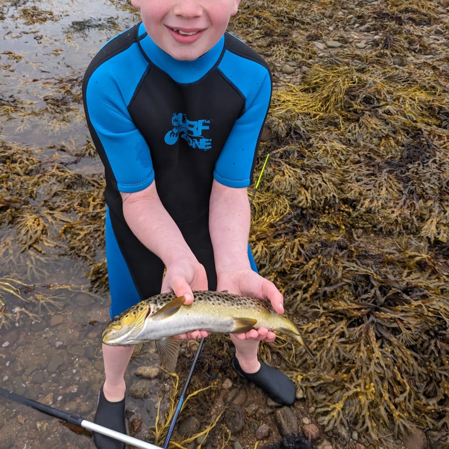 Brown trout caught on Fishbrain