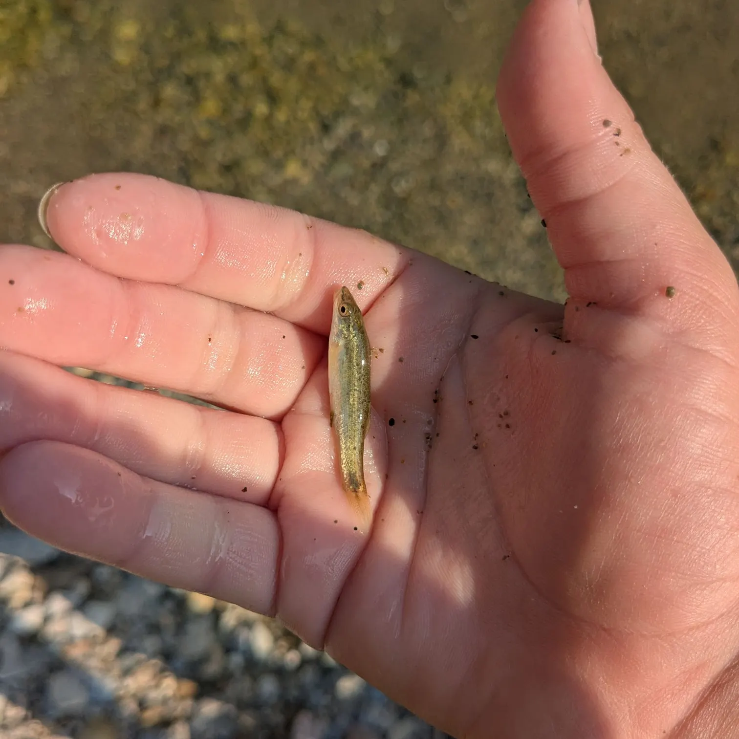 The most recent Western blacknose dace catches on Fishbrain
