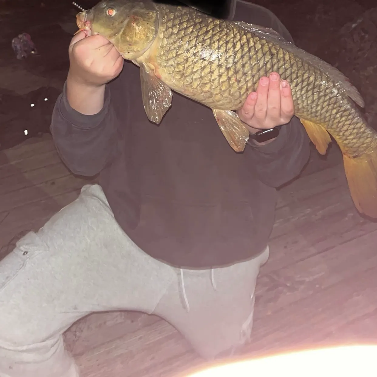 Common carp caught on Fishbrain