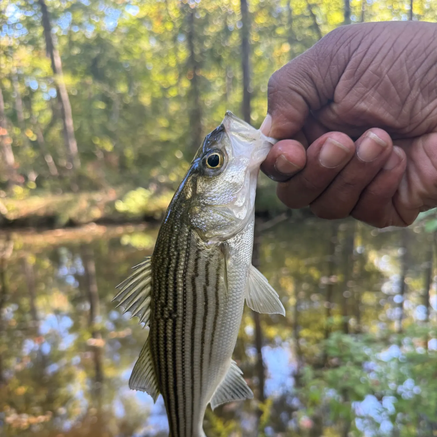 Striped bass caught on Fishbrain