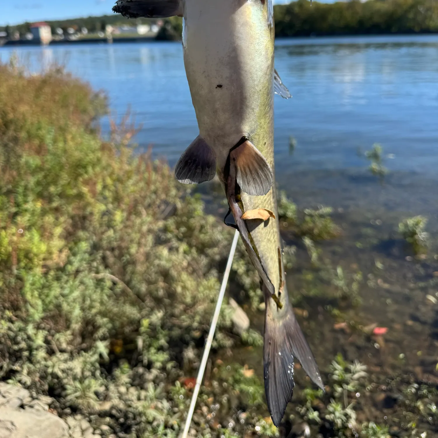 Channel catfish caught on Fishbrain
