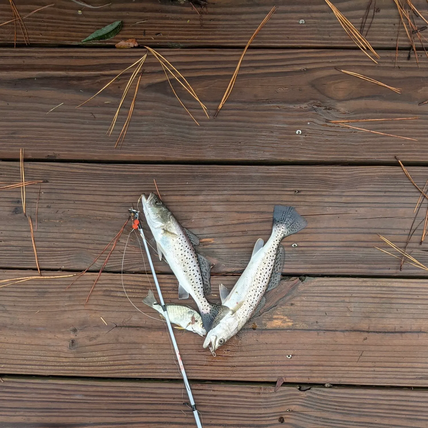 recently logged catches