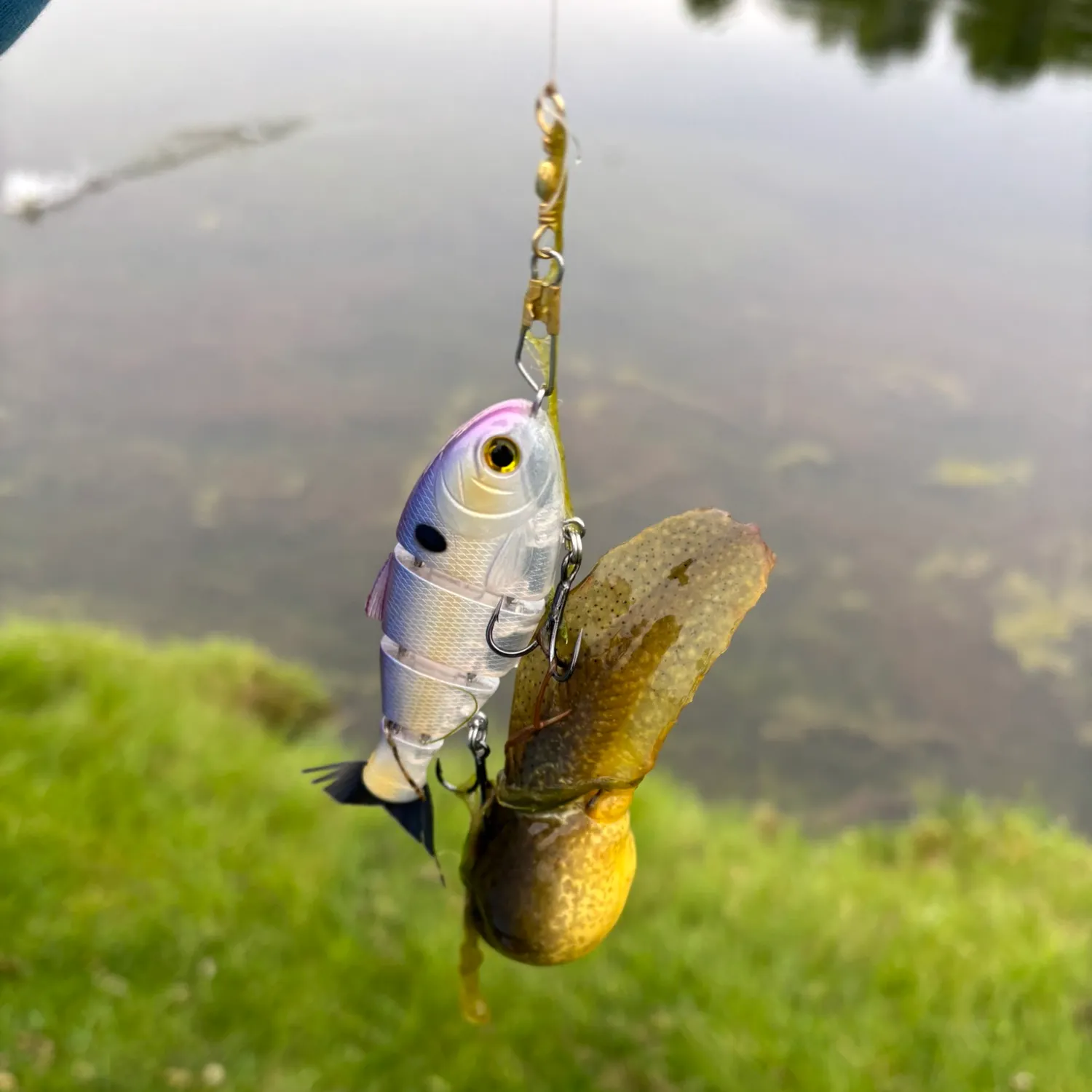 The most popular recent Tadpole fish catch on Fishbrain
