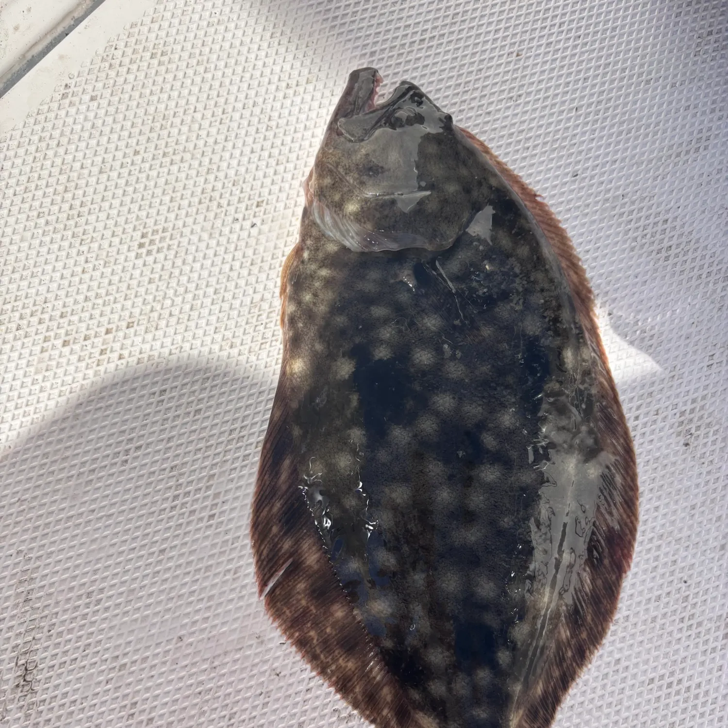 Summer flounder caught on Fishbrain