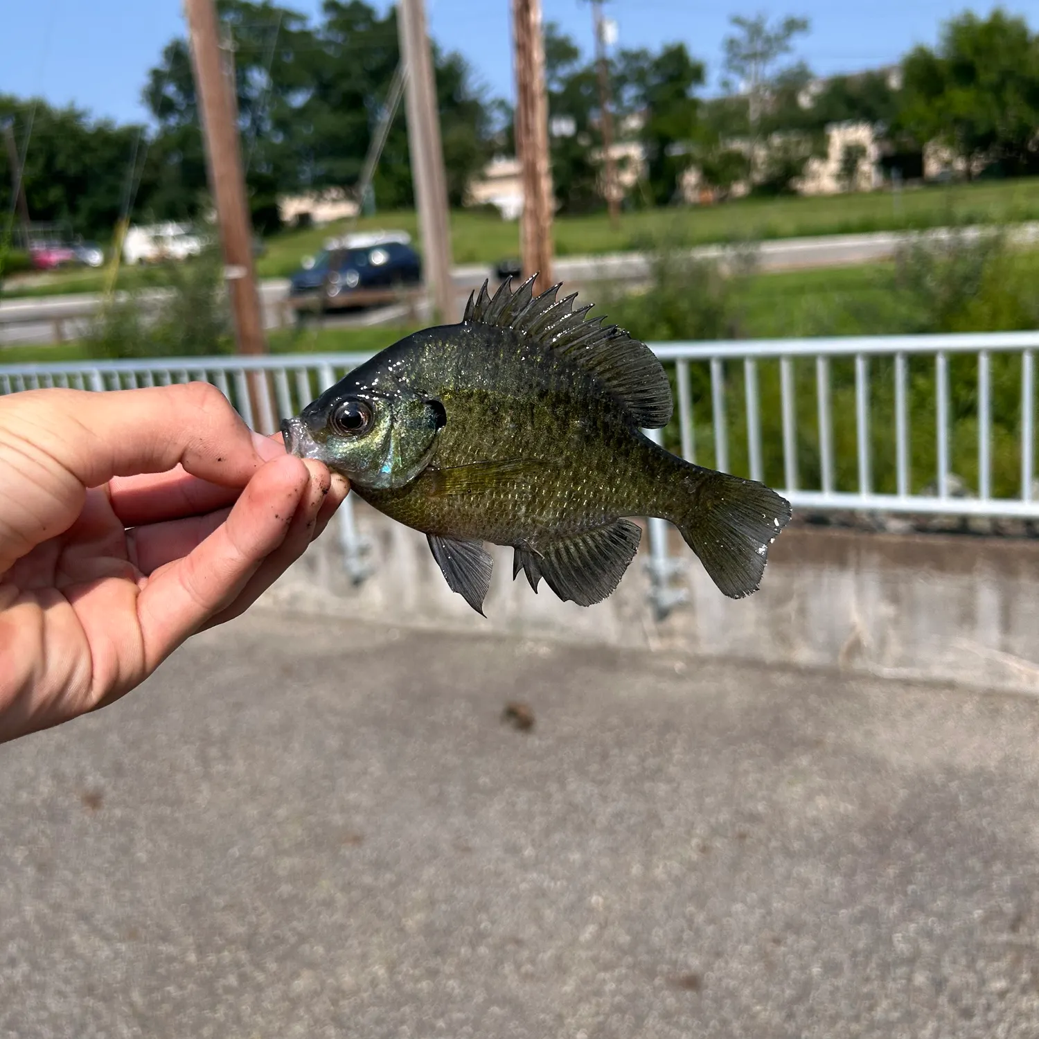 Bluegill caught on Fishbrain