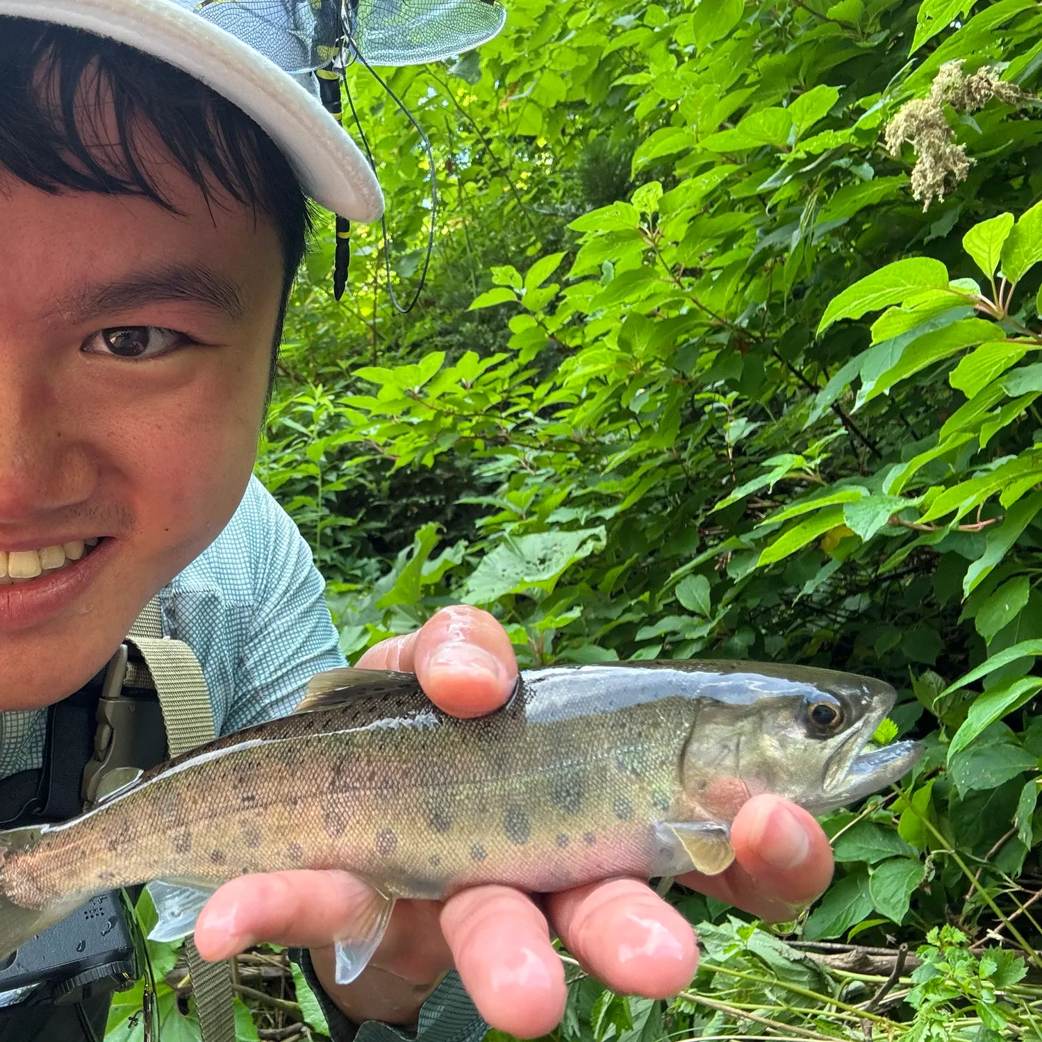 The most recent Cherry salmon catches on Fishbrain