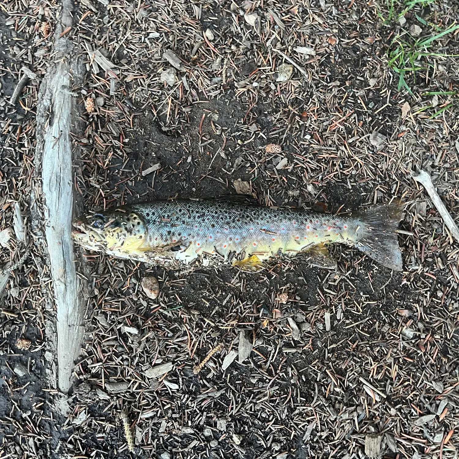 Brown trout caught on Fishbrain