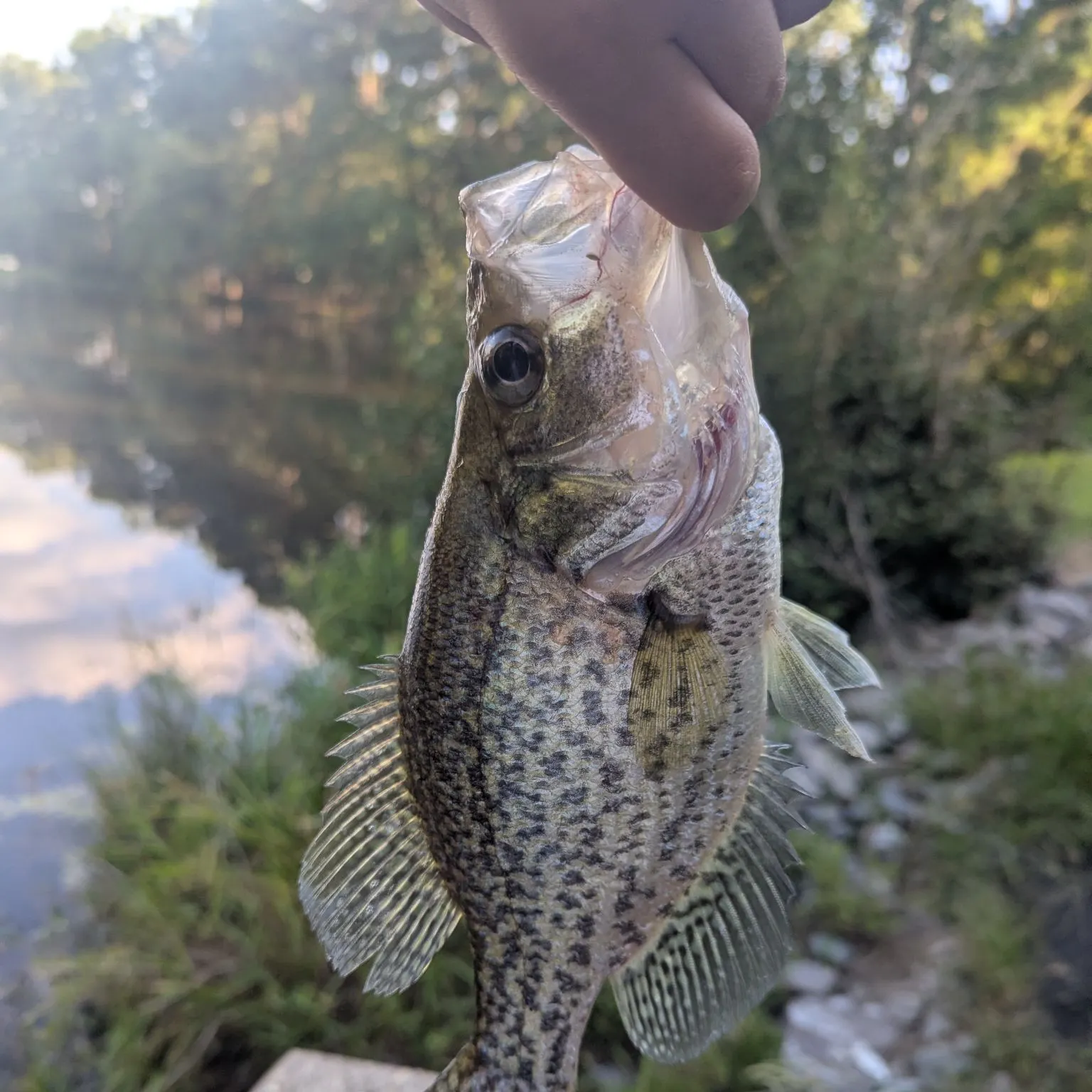 Black crappie caught on Fishbrain
